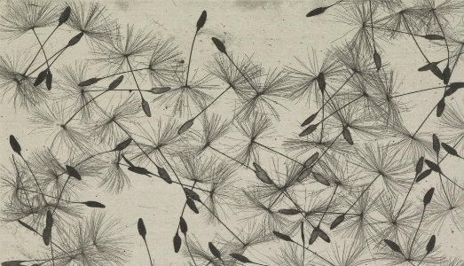 Enciclopedia fotografica. Il Victoria & Albert aprirà uno spazio dedicato alla tecnica di riproduzione per eccellenza